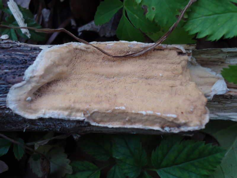 Crosta su Ulmus (Byssomerulius corium)